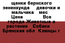 щенки бернского зененхунда. 2 девочки и 2 мальчика(2 мес.) › Цена ­ 22 000 - Все города Животные и растения » Собаки   . Брянская обл.,Клинцы г.